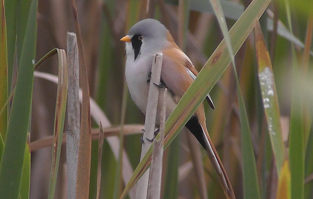 Bearded Tit