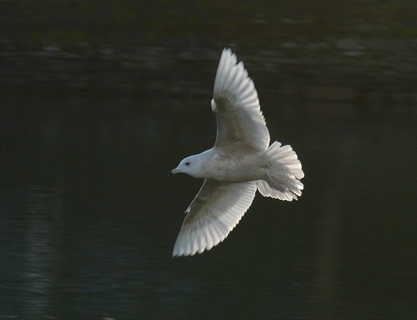 Iceland Gull
