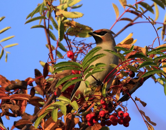 Waxwing