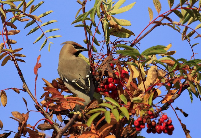 Waxwing