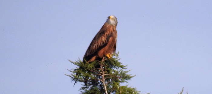 Red Kite