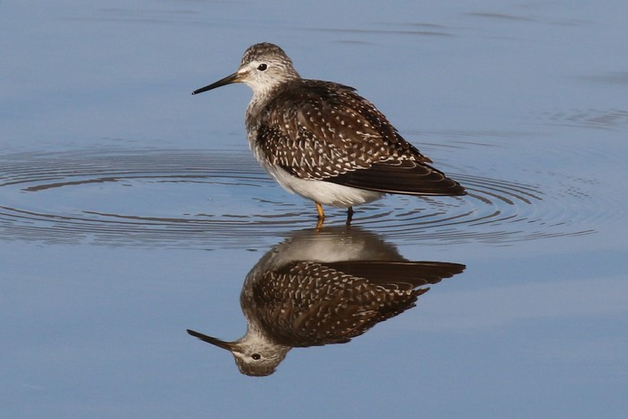 Lesser Yellowlegs