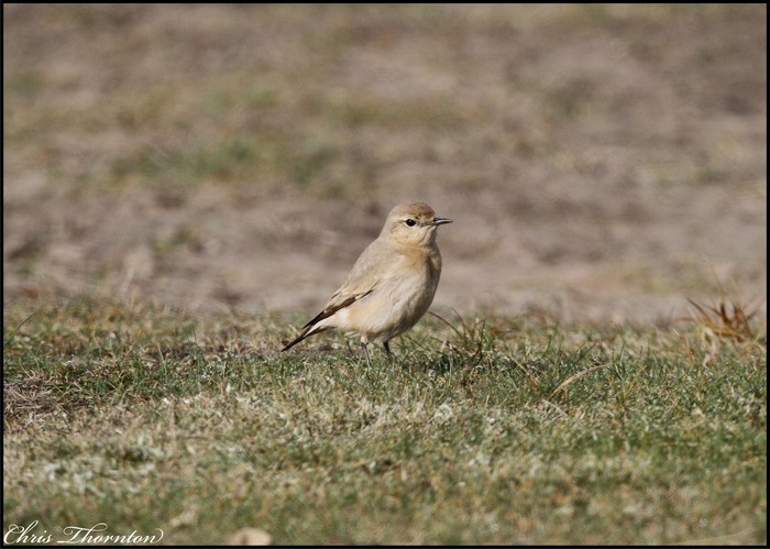 Isabelline Wheatear