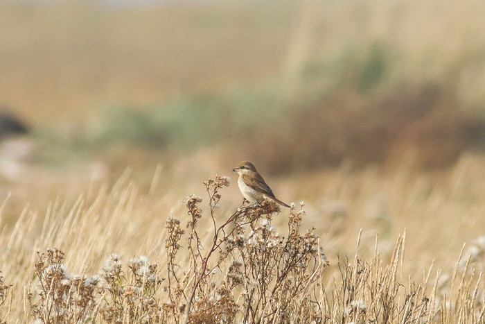 Brown Shrike