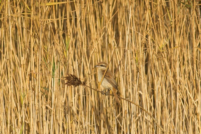 Brown Shrike