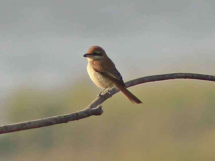 Brown Shrike