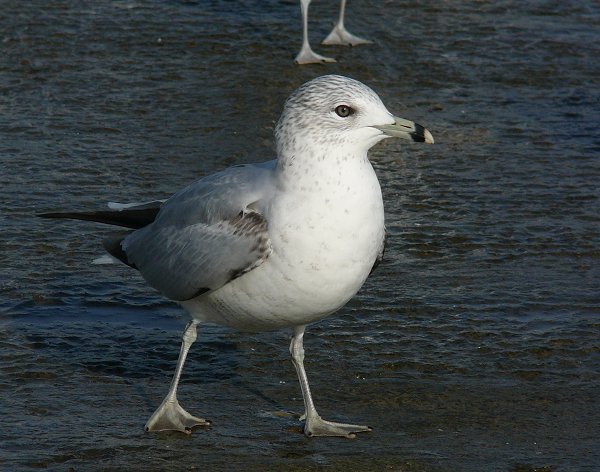 Ring-billed Gull