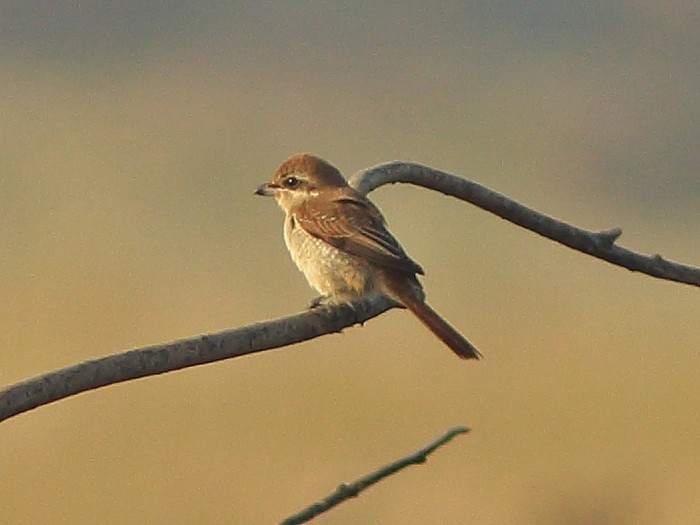 Brown Shrike