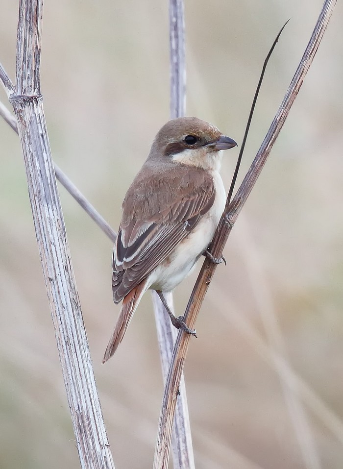 Daurian Shrike
