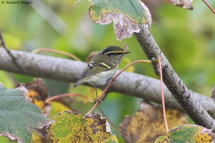 Pallas's Warbler