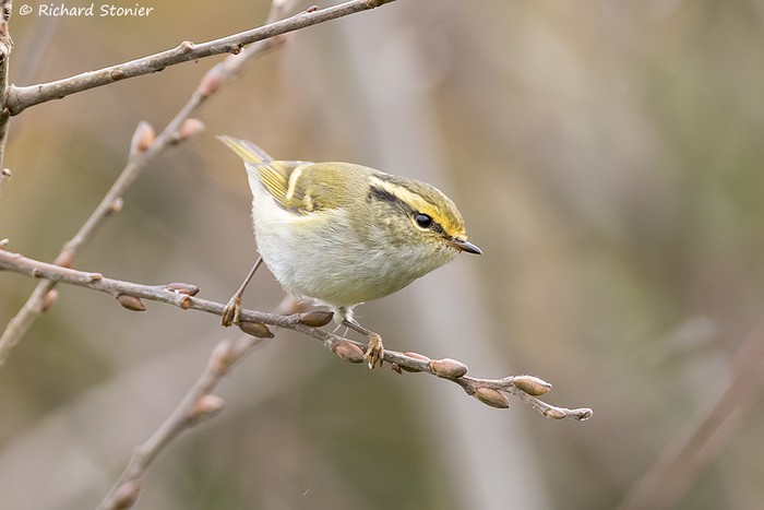 Pallas's Warbler