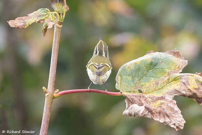 Pallas's Warbler