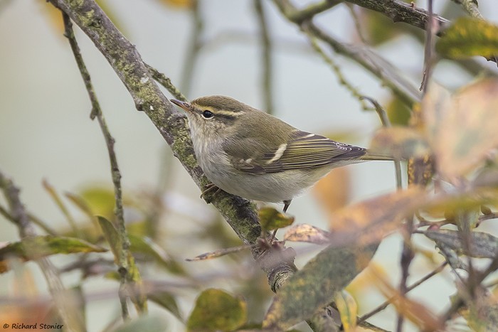 Yellow-browed Warbler