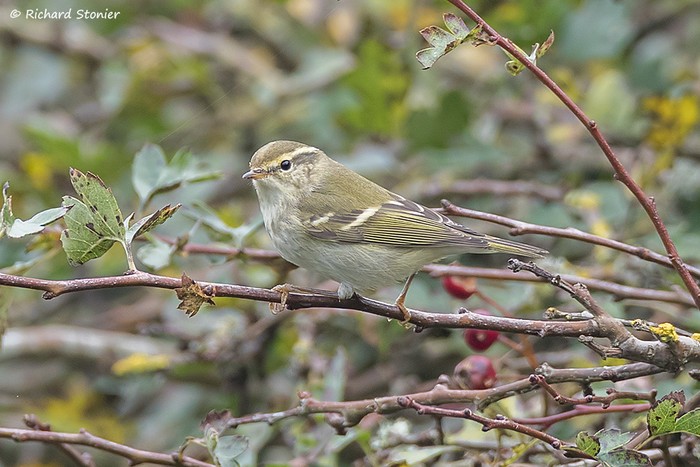 Yellow-browed Warbler