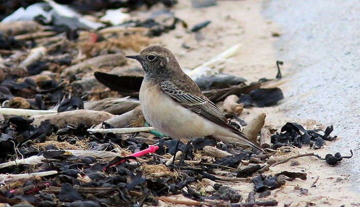 Pied Wheatear