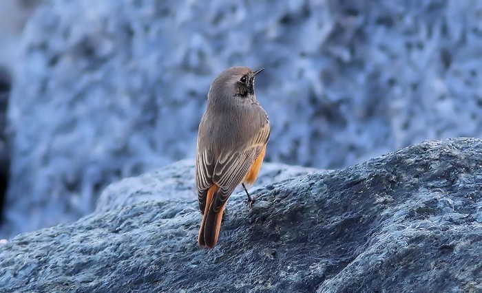 Eastern Black Redstart