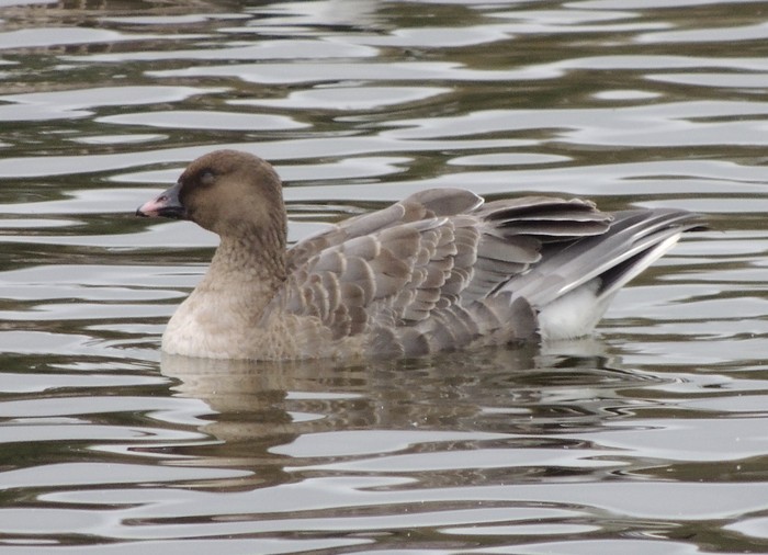 Pink-footed Goose