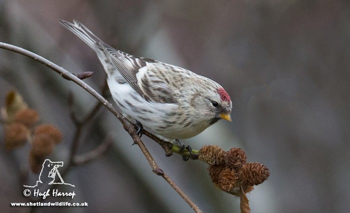 Coues's Arctic Redpoll