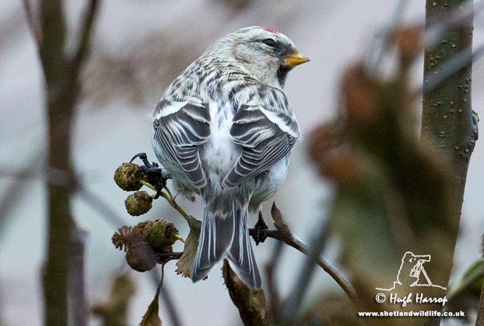 Coues's Arctic Redpoll