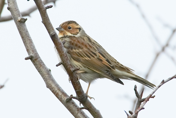 Little Bunting