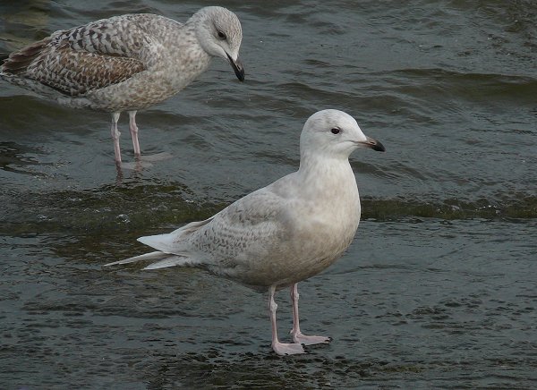 Iceland Gull