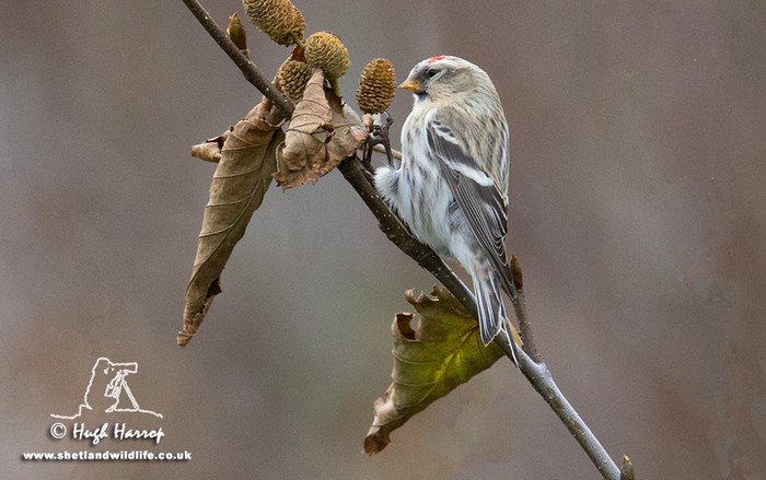 Coues's Arctic Redpoll