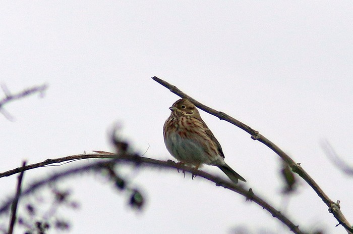 Pine Bunting