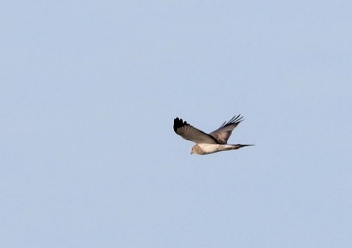 Northern Harrier