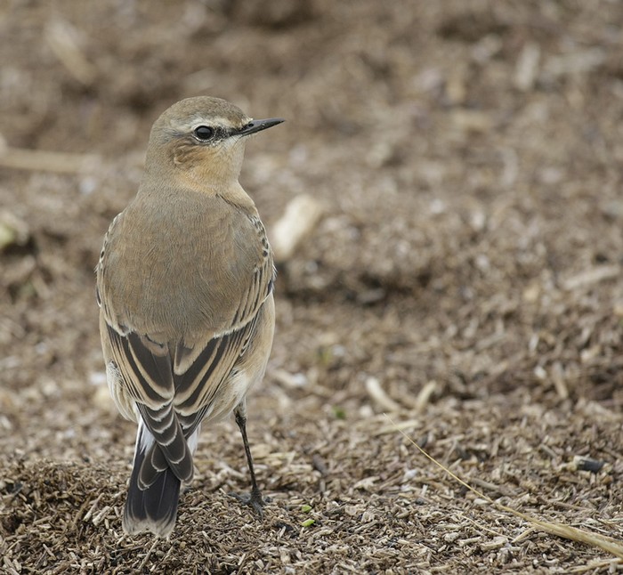 Wheatear
