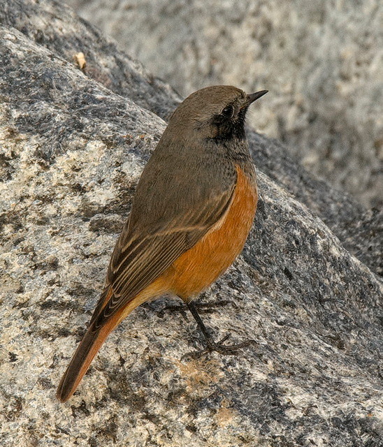Eastern Black Redstart