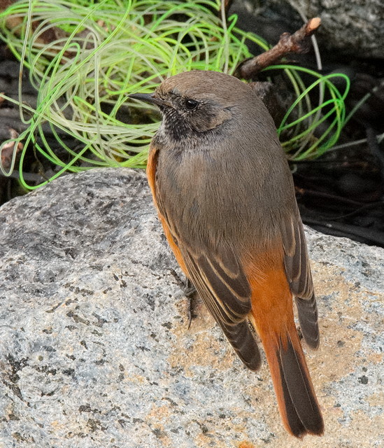 Eastern Black Redstart