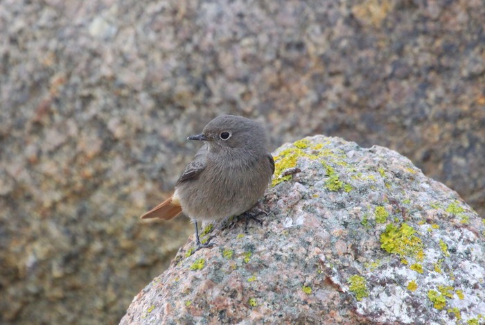 Black Redstart