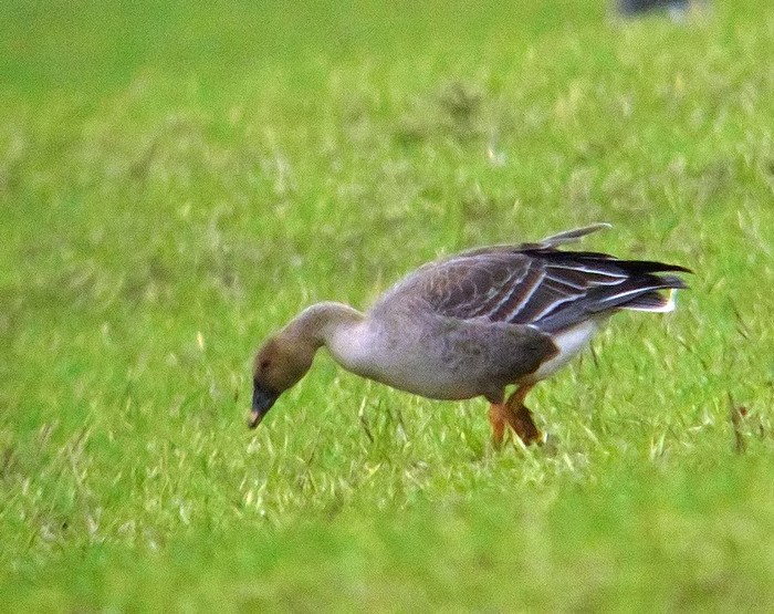 Tundra Bean Goose
