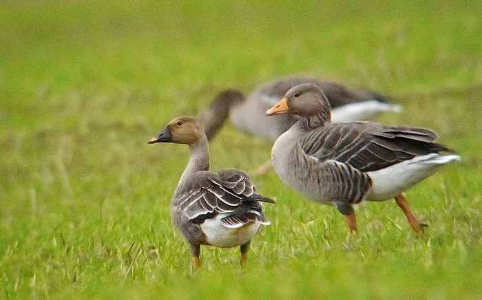 Tundra Bean Goose