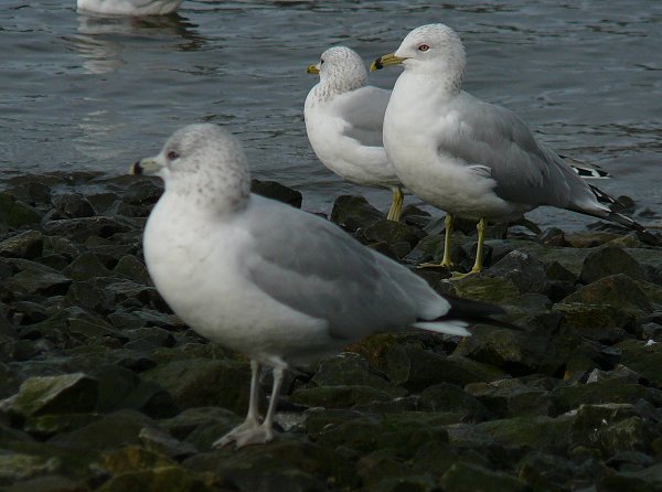 Ring-billed Gull
