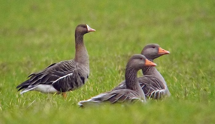 Eurasian White-fronted Goose