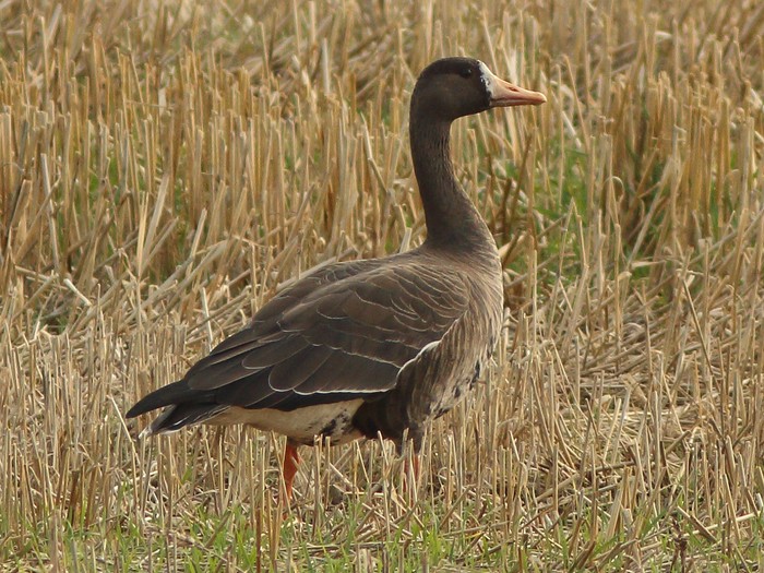 Greenland White-fronted Goose