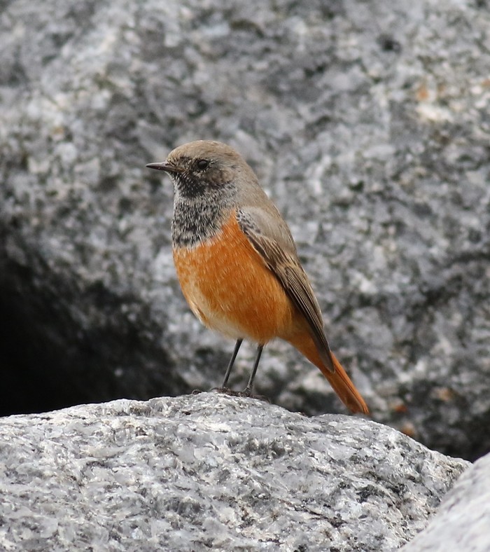 Eastern Black Redstart