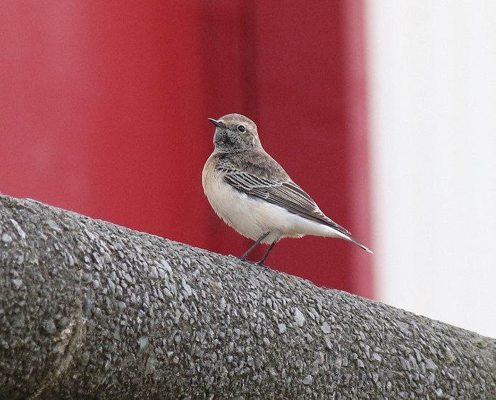 Pied Wheatear