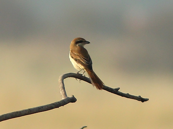 Brown Shrike