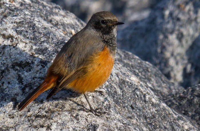 Eastern Black Redstart
