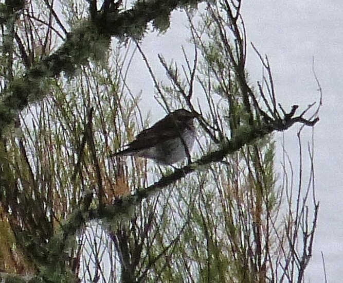 Dusky Thrush
