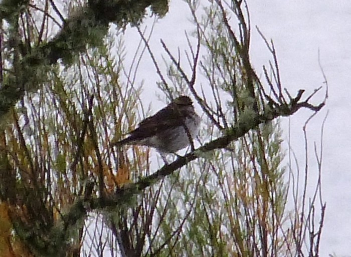 Dusky Thrush