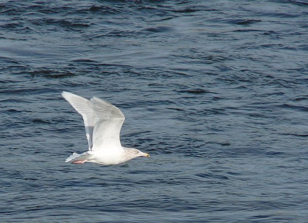 Glaucous Gull