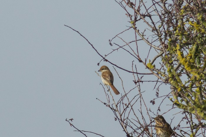 Brown Shrike