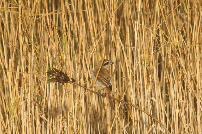 Brown Shrike