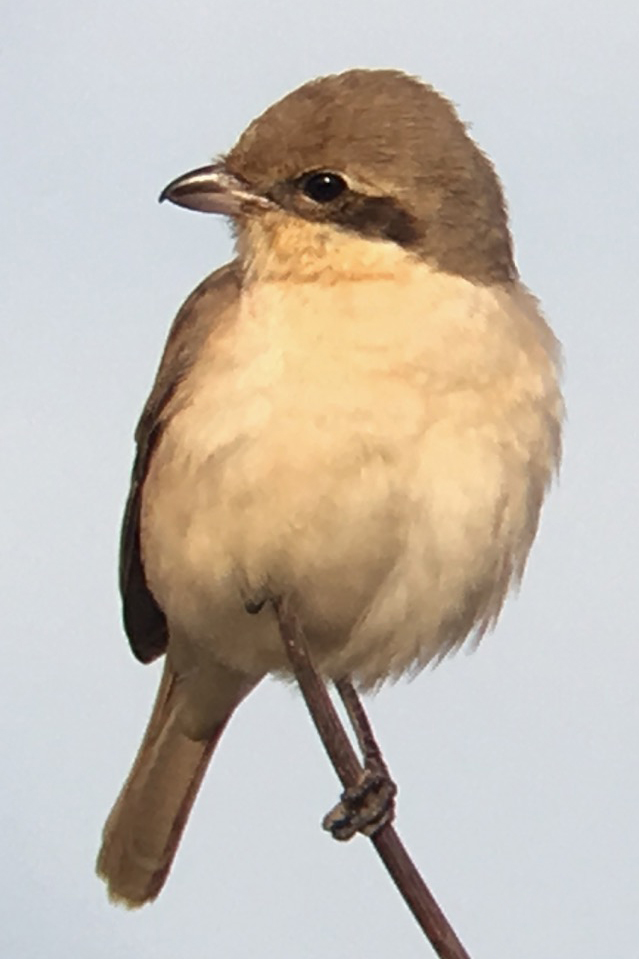 Daurian Shrike