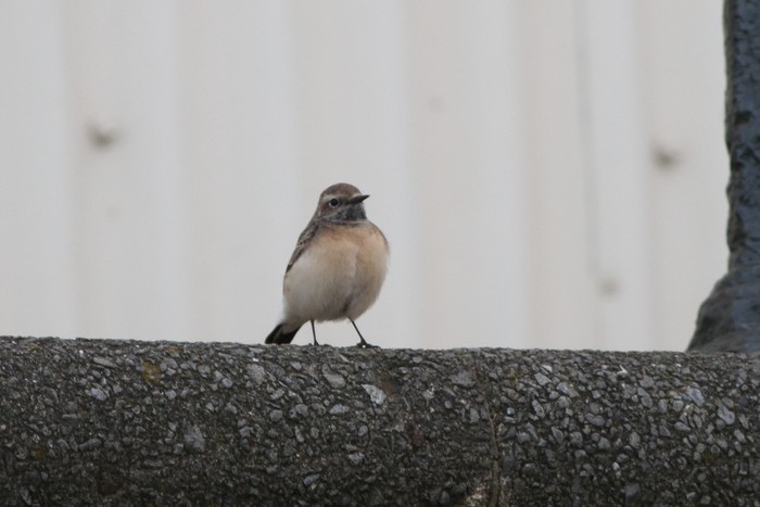 Pied Wheatear