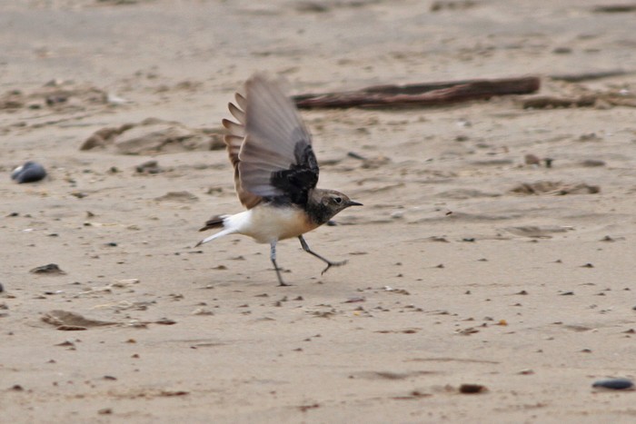 Pied Wheatear