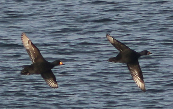 Black Scoter